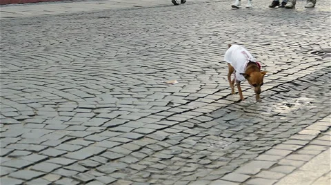 Slow motion. City  scene with small dog in national Ukrainian clothes  Video stock 64367424