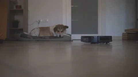 Slow motion: Cleaning robot does housework with brown and white dog Stock Footage 143651229