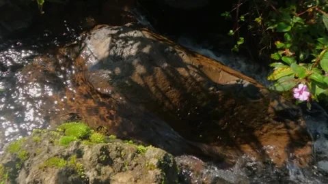 Slow motion of a clear and calm mountain creek flowing between rocks Stock Footage 320917034