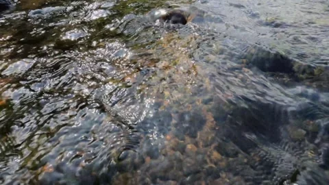 Slow motion of a clear and shallow river flow with a rocky bottom Stock Footage 299401187
