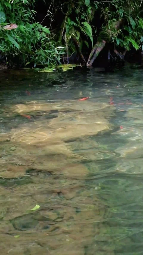 Slow motion of a clear natural pool and green grass Stock Footage 319906331