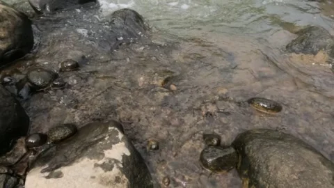 Slow motion of clear river water ripples on the riverbank Stock Footage 306754271
