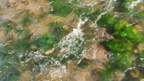 Slow motion of clear river water flowing over mossy rocks Stock Footage 320920945