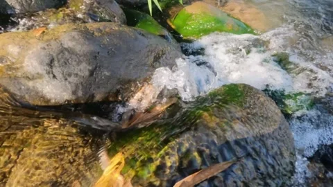 Slow motion of clear river water flowing over mossy rocks Stock-Footage 320920947