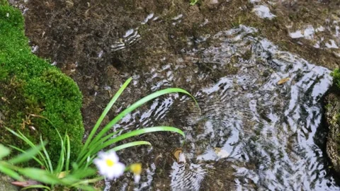 Slow Motion Clear Shallow Stream With Moss and Flower Stock-Footage 345977502