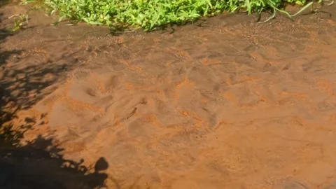 Slow motion of a clear stream in a tropical forest Stock Footage 320920962