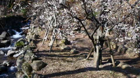 (slow motion) Clear water drifting behind blooming plum trees. Stock Footage 61823155