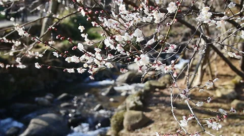 (slow motion) Clear water drifting behind blooming plum trees. Stock Footage 61823576