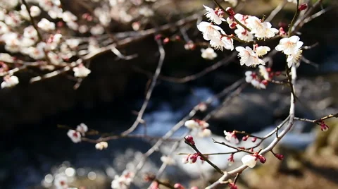 (slow motion) Clear water drifting behind blooming plum trees. Stock Footage 61823985