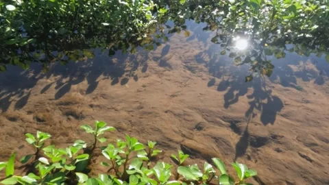 Slow motion of clear water flowing in a swamp with green plants and reflecti Stock Footage 320101977