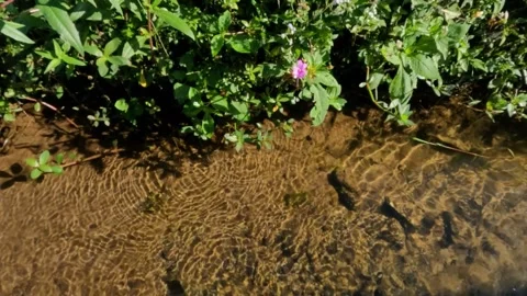 Slow motion of clear water flowing in a swamp overgrown with green plants Stock Footage 320102004