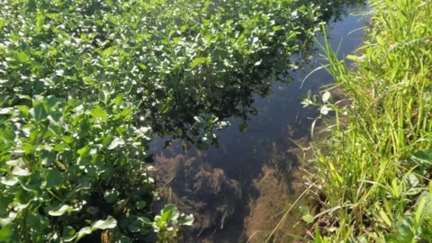 Slow motion of clear water flowing in a swamp overgrown with green plants Stock Footage 320102041