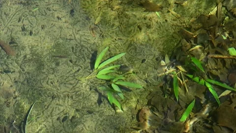 Slow Motion Clear Water Stream Flowing Over Green River Plants Stock Footage 339640085