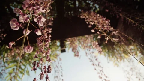 Slow motion: climbing flowers falling from the roof - contre-plongee Video stock 128092444