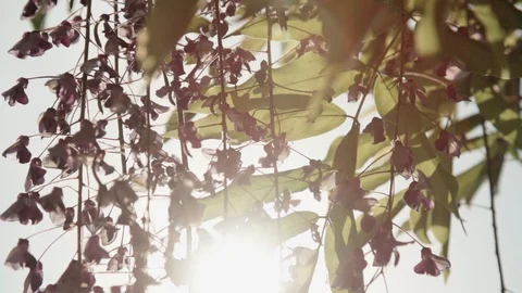 Slow motion: climbing plants and flowers in sunny day Stock Footage 128092389