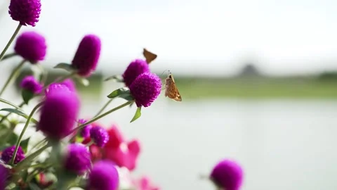A slow-motion clip of Bachelor 's-button purple and red flowers with butterflies Stock Footage 281616911