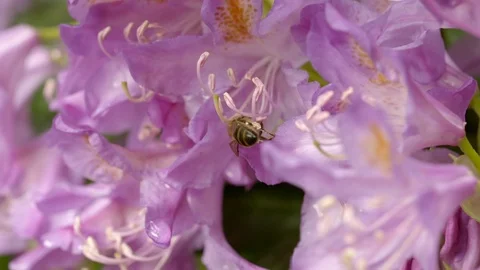 Slow motion clip of a bee collecting nectar atop a garden flower Stock Footage 93542484