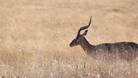 Slow motion clip of a black-faced impala walking in long grass at etosha Stock Footage 344073434