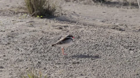 Slow motion clip of a black fronted dotterel standing at a streambed Stock Footage 240895515
