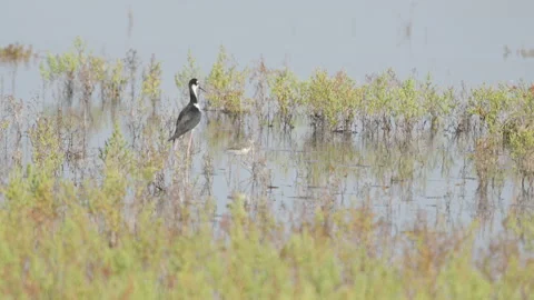 Slow motion clip of a black-necked stilt adult and chick on the edge of a pond Stock Footage 220320933