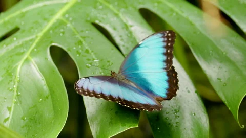 Slow motion clip of a blue morpho butterfly opening and closing its wings Stock Footage 201363459