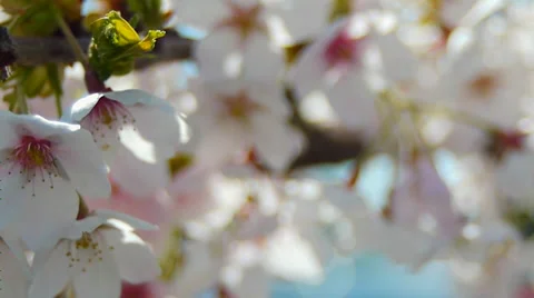 Slow Motion Clip, Cherry Blossoms Stock Footage 37273134