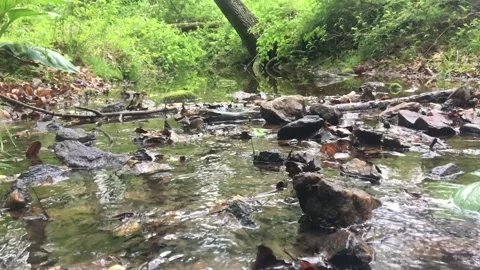 A Slow Motion clip of clear, flowing water in woodland creek Stock Footage 239670629