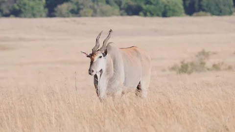 Slow motion clip of a common eland bull standing at masai mara- originally 180p Stock Footage 107645463