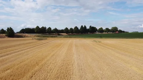 Slow motion clip of drone flying over a freschly harvested field Stock Footage 313839833