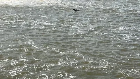 Slow motion clip eagle catching fish Video stock 156716188