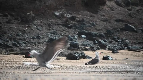 Slow-Motion clip of a flock of Heermann's Seagulls landing on the Beach Stock Footage 135747089