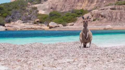 Slow-motion clip a kangaroo elegantly jumping in the beach, turquoise Stock Footage