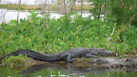 Slow motion clip of a large alligator on a river bank Vídeos de archivo 327161871