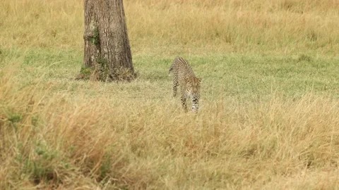 Slow motion clip of a leopard descending from a tree and running through Stock Footage 214634154