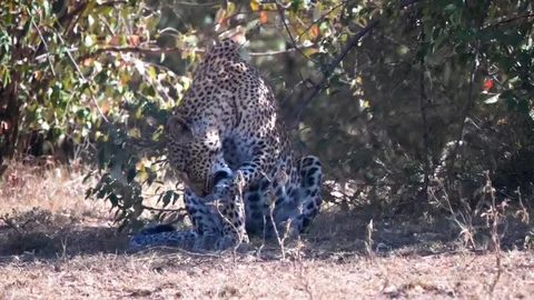 Slow motion clip of a leopard at masai mara Stock Footage 112691817