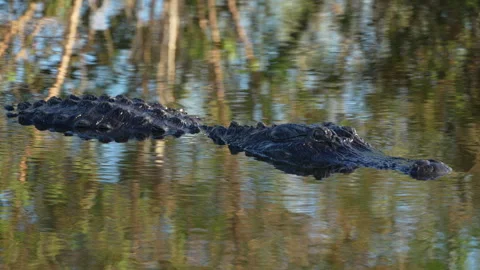 Slow motion clip of an menacing alligator swimming in reflective waters 動画素材 326809042