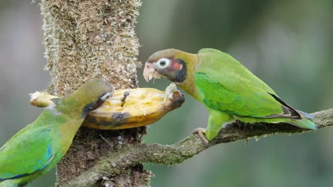 Slow motion clip of a pair of brown-hooded parrot feed on a banana bunch Video stock 207687354