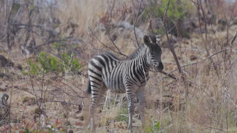 Slow motion clip of a plains zebra foal at pilanesberg national park Stock Footage 288181982