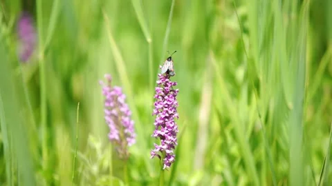 Slow motion clip of the rare Marsh Fragrant Orchid (Gymnadenia densiflora) Stock Footage 202457429