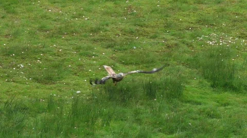Slow motion clip of red kite Milvus milvus taking meat scraps Stock Footage 82201773
