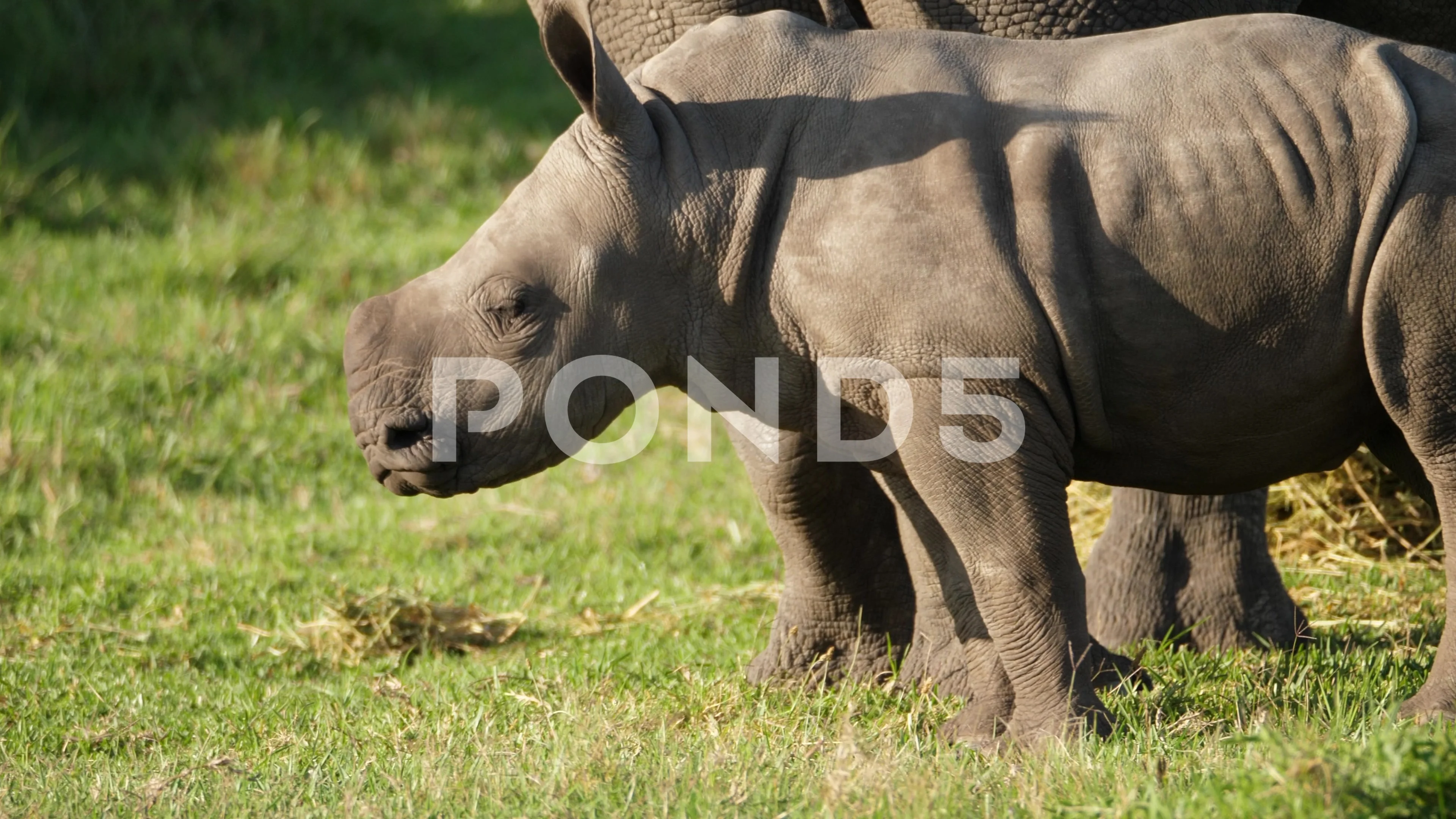 rhinoceros 5 slow