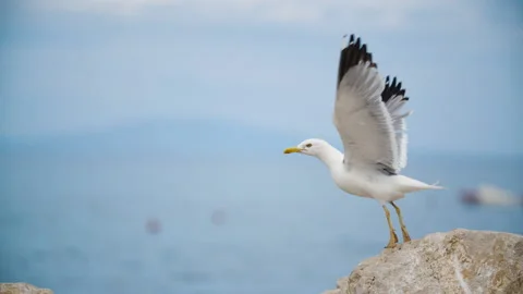 Slow motion clip of a seagull flying from the rock Video stock 202320803