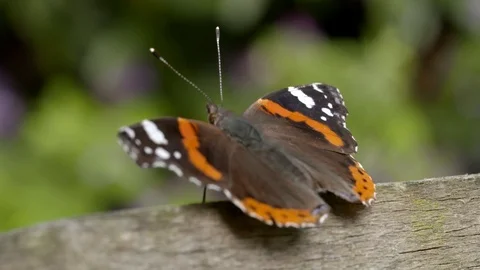 Slow motion clip of a settled orange and brown butterfly that then flies offs Stock Footage 93542500