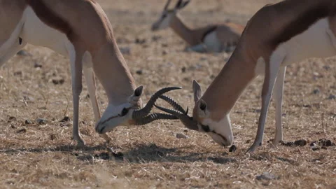 Slow motion clip of springbok males sparring and jousting with their horns Stock-Footage 340535482