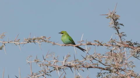 Slow motion clip of a of swallow-tailed bee-eater landing next to another Stock Footage 339373977