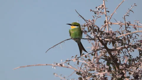 Slow motion clip of a swallow-tailed bee-eater perching on a branch at etosha Stock Footage 344555377