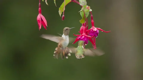 Slow motion clip of two volcano hummingbirds feeding on a fuchsia flower Stock Footage 172470797