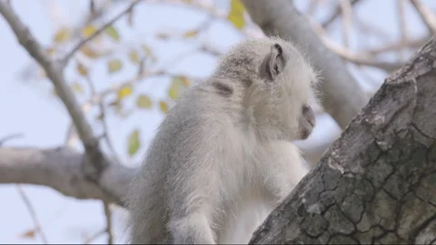 Slow motion clip of a vervet monkey sitting in a tree Stock Footage 308426974