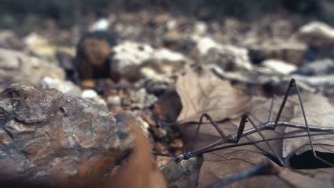 SLOW MOTION CLIP OF WALKING STICK BUG CRAWLING ALONG THE GROUND Stock Footage 84189394