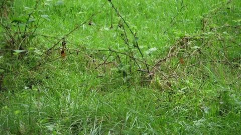 Slow motion clip of  Willow warbler phylloscopus trochilus feeding nestlings Stock Footage 82201637